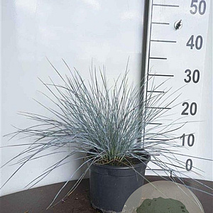 Festuca glauca 'Elijah Blue' GM 2,0L