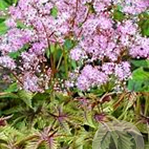 Filipendula 'Red Umbrellas' GM P9