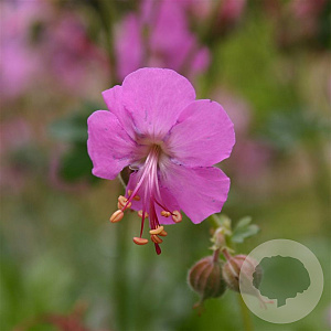 Geranium cant. 'Berggarten' GM P9