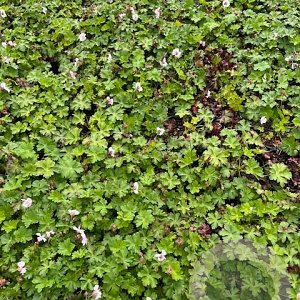 Geranium cant. 'Biokovo' GM 2,0L