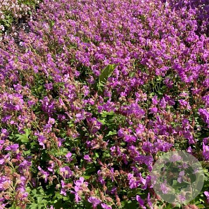 Geranium cant. 'Cambridge' GM 2,0L