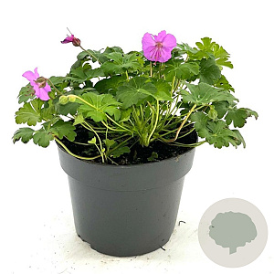 Geranium sang. 'Max Frei' GM 2,0L