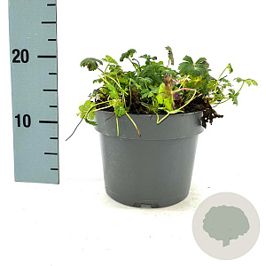 Geranium sang. 'Max Frei' GM 2,0L