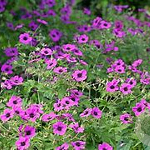 Geranium cin. 'Giuseppii' GM P9