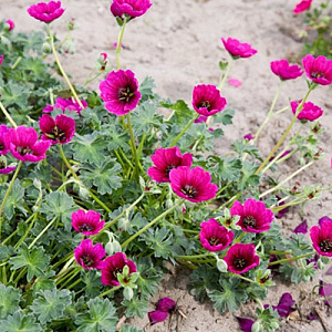 Geranium cin. Jolly Jewel Purple GM P9