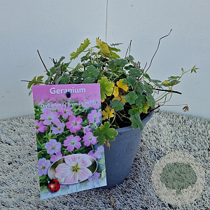 Geranium Dreamland 12-15 cm 2,5L
