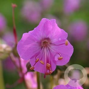 Geranium macr. 'Bevan's Variety' GM P9