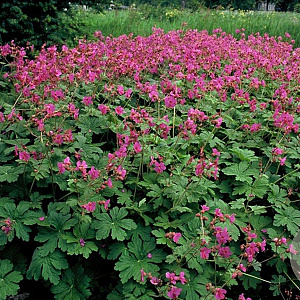 Geranium macr. 'Bevan's Variety' GM P9