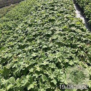 Geranium macr. 'Bevan's Variety' GM 2,0L