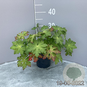 Geranium macr. 'Bevan's Variety' GM 2,0L