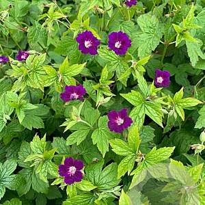 Geranium n. 'Tony's Talisman' GM P9