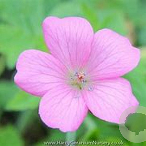 Geranium ox. 'Betty Catchpole' GM P9