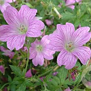 Geranium ox. 'Claridge Druce' GM P9