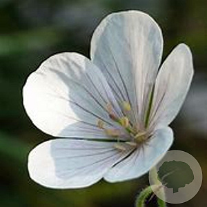 Geranium pr. 'Black 'n White Army' GM P9