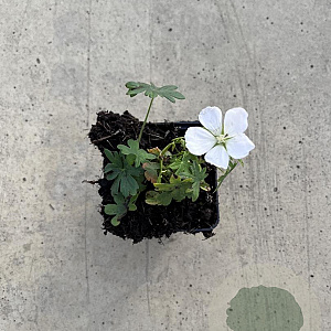 Geranium sang. 'Album' GM P9
