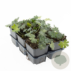 Geranium sang. 'Album' GM P9