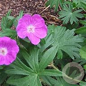 Geranium sang. 'Bloger' GM P9