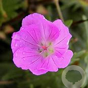 Geranium sang. 'Inverness' GM P9