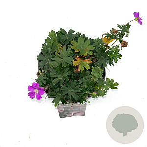 Geranium sang. 'Max Frei' GM 2,0L