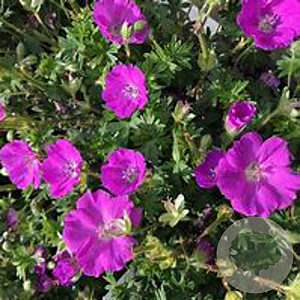 Geranium sang. 'Max Frei' GM P9