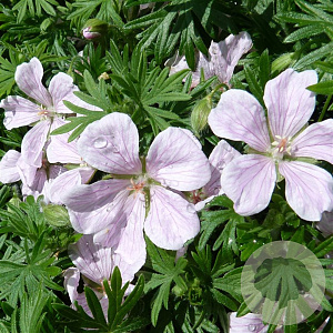 Geranium sang. 'Pink Pouffe' GM P9