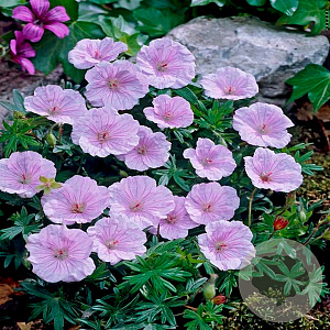Geranium w. 'Bocoalsdel' GM P9