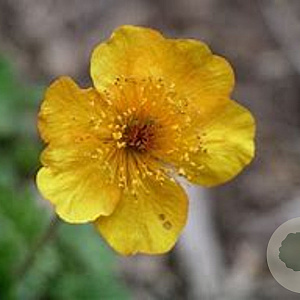 Geum 'Georgenberg' GM P9