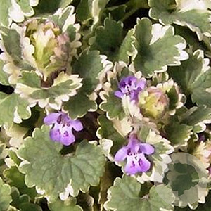 Glechoma hederacea 'Variegata' GM P9