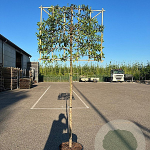 Prunus lusitanica 'Brenelia' 8-10 HO cont. 55L lei 120x120