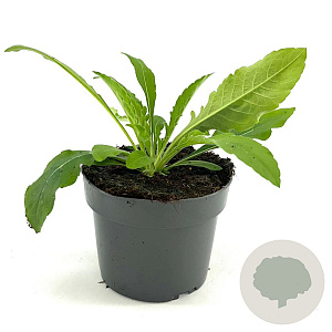 Knautia macedonica GM 2,0L