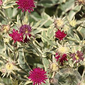 Knautia m. 'Thunder and Lightning' GM P9