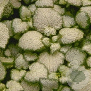 Lamium mac. 'White Nancy' GM P9