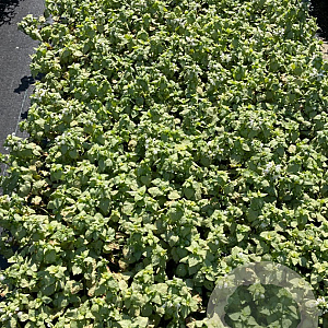 Lamium mac. 'White Nancy' GM 2,0L