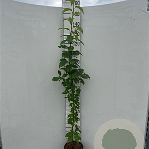 Prunus padus 150-175 cm 5,0L