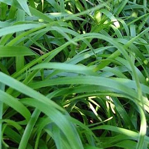 Luzula sylvatica 'Bromel' GM P9