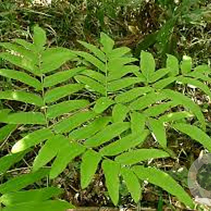 Osmunda japonica GM P9