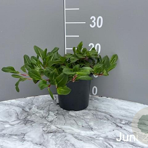 Persicaria aff. 'Darjeeling Red' GM 2,0L