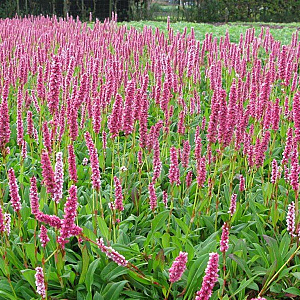 Persicaria aff. 'Donald Lowndes' GM P9