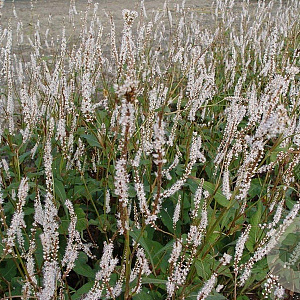 Persicaria a. 'Alba' GM P9