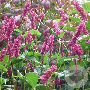 Persicaria a. 'Inverleith' GM P9