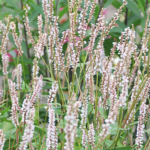 Persicaria a. 'JS Misty Morning' GM P9