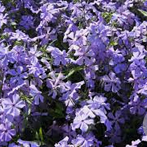 Phlox div. 'Geddington Cross' GM P9