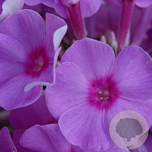 Phlox (P) 'Eva Cullum' GM P9