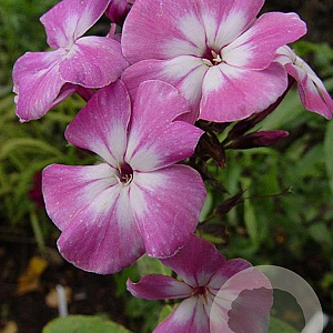 Phlox (P) Purple Eye Flame GM P9