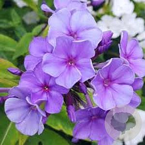Phlox (P) Sweet Summer Ocean GM P9