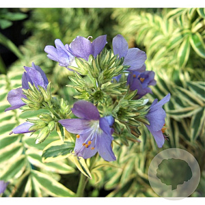 Polemonium caer. Brise d'Anjou GM P9