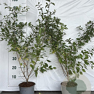 Prunus spinosa 60-80 cm 2,0L