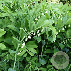 Polygonatum vertic. 'Giant One' GM P9
