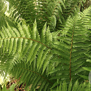 Polystichum braunii GM P9