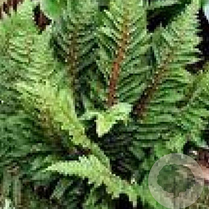 Polystichum set. 'Congestum' GM P9